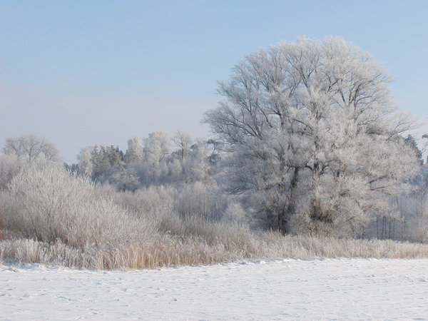 White Winter 2