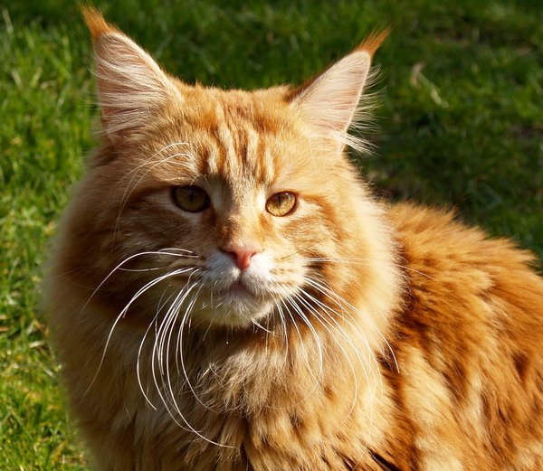 Maine Coon 2