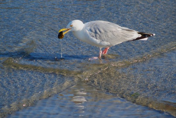 Seagull eating crab