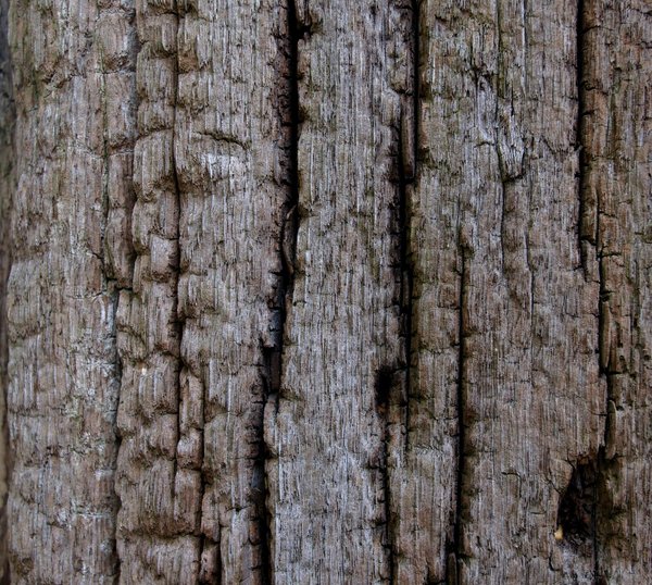 Texture - Wood