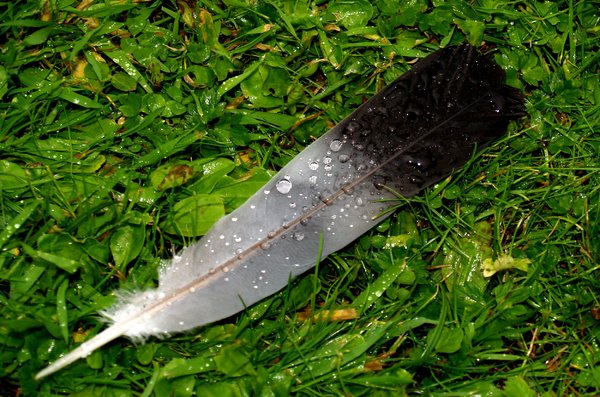 Feather on grass