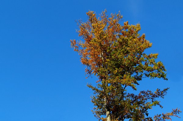 Treetop at blue sky