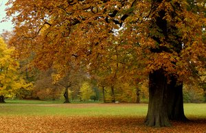 Autumn Park: 