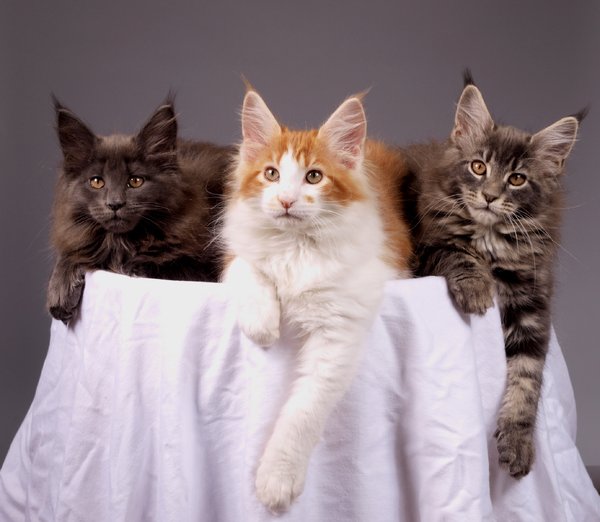 Maine coons kittens