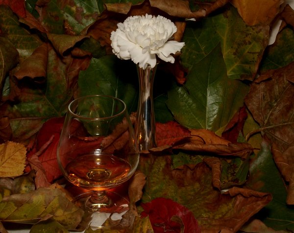 Autumn Cognac