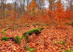 Autumn forest - HDR