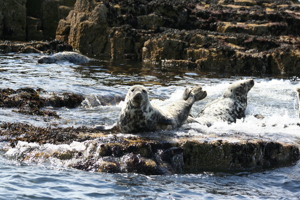 Atlantic Grey Seals 3