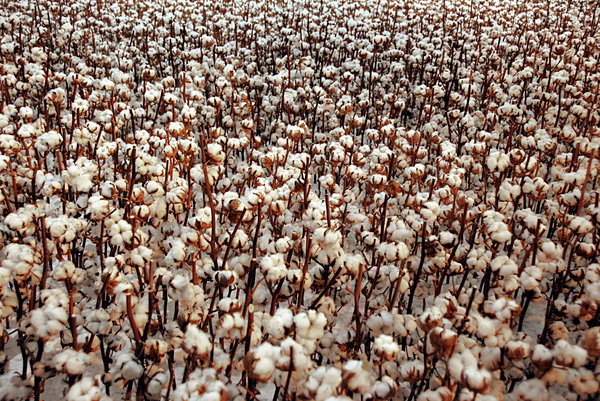Cotton bolls ready for harvest