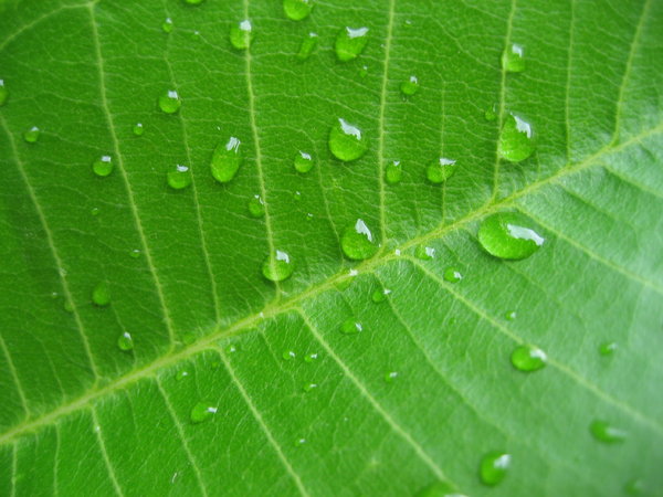 leaf droplets 2