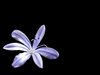 purpurrote Blume
