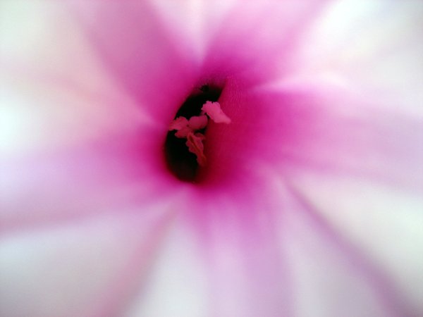 abstract pink flower