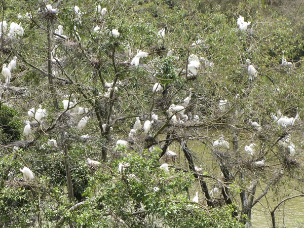 Mandagadde Bird Sanctuary: 