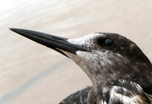 The Sooty Tern