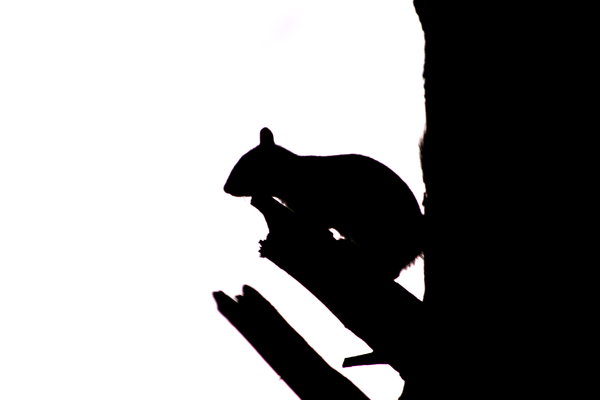 Squirrel Silhouette