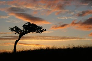 Lone Tree bij zonsopgang
