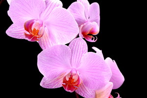 Roze Orchideeën