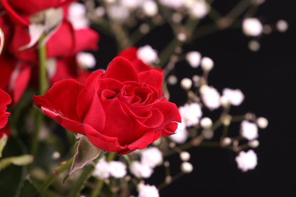 Rosas vermelhas 1: 