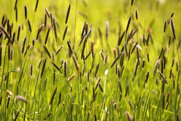 Grass Background: Close-up of a field of grasses