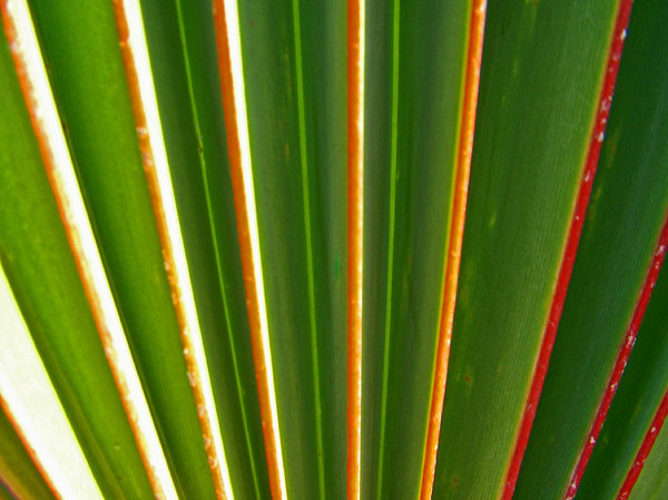 palm leaves 1