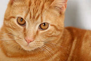 Ginger Cat: 