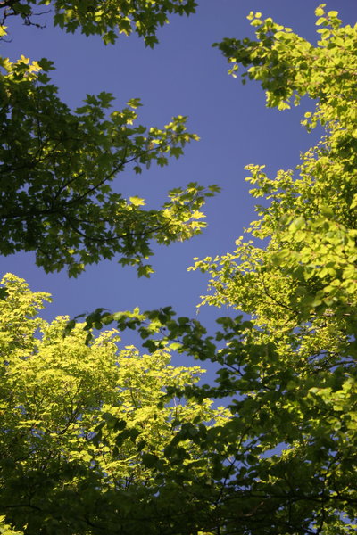 Leaves and Sky: View of blue sky through canopy of backlit leaves