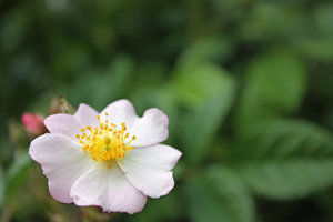 A small climbing rose