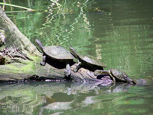 How many turtles?