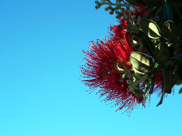 New Zealand Christmas Tree