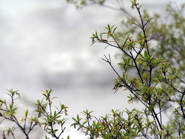 Leaves beside geothermal area