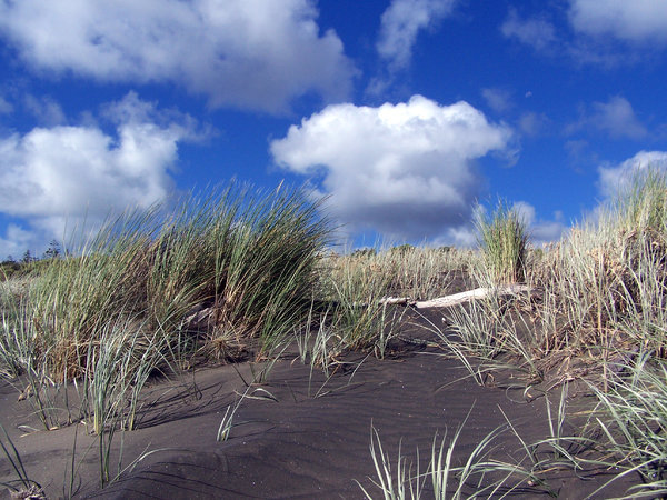 Sand dune grasses: black sand beach on West coast  of New Zealand.  The black sand is mined for its iron content and pumped underground to a mill nearby for iron manufacture.