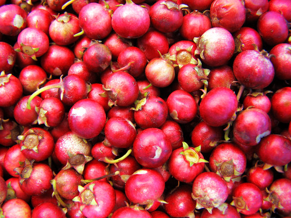 Cranberries: homegrown cranberries, just picked and placed in a blue bucket (which of course you can't see here)