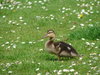 small cute baby duck