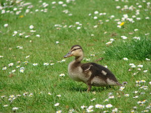 small cute baby duck: small cute baby duck on a wonderfull spring day, and green surroundings 