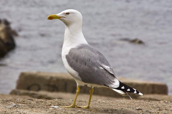 seagull-03