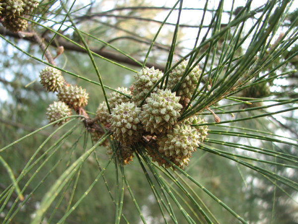 Casuarina pines