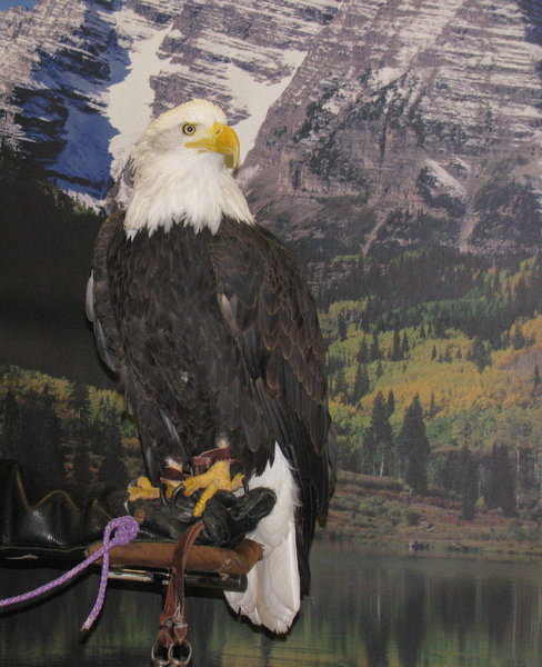 Bald Eagle: A Bald Eagle on display at an event. If I'm not mistaken, it was seized from a poacher but had health issues and couldn't be returned to the wild.