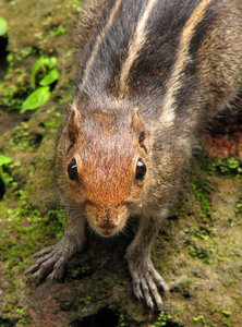 Indian Palm Squirrel: 