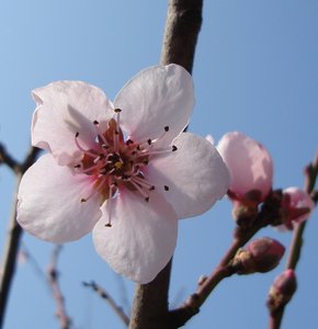 flowering spring