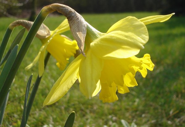 Daffodil: 
