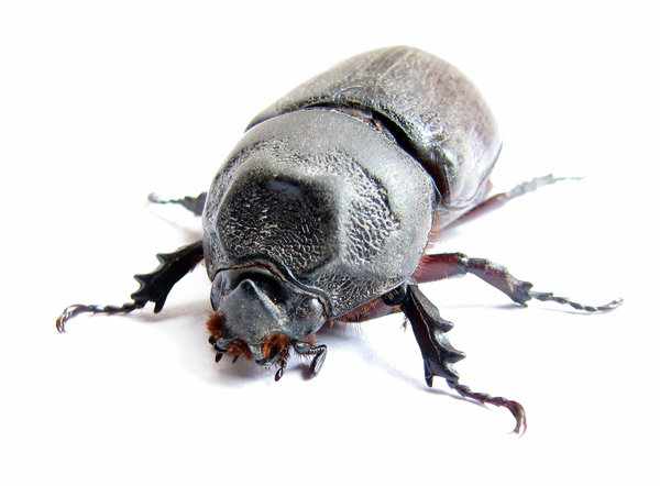 picture of rhinoceros beetle