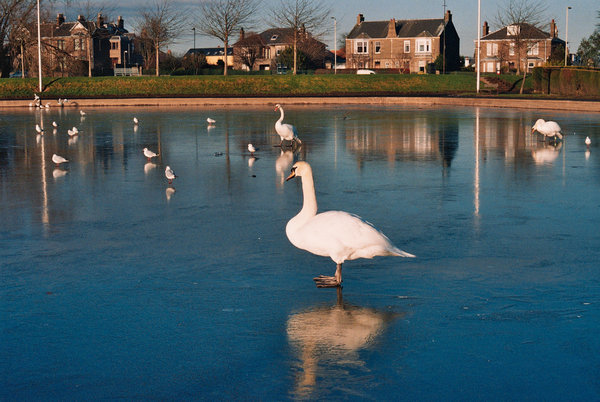 Swans on ice