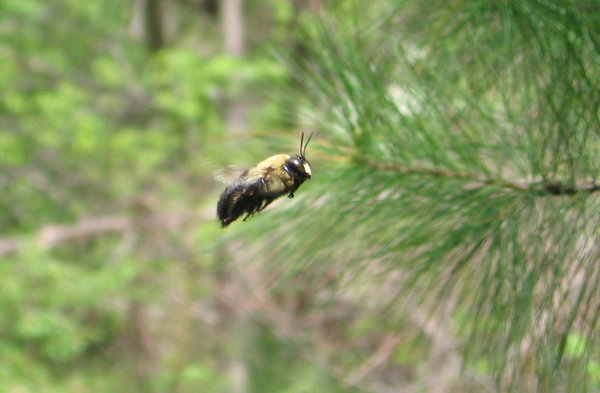 Bee Side View