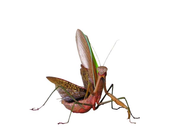 Praying Mantis