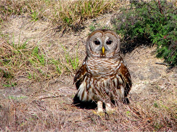 Whooo?: Found this Owl alongside the road, basking in the sun? Supposedly nocturnal, couldn't resist a shot......