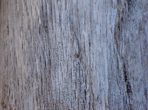 DriftWood: Texture of driftwood found on beach.