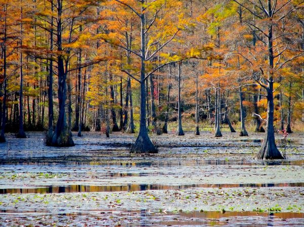 Autumn Swamp