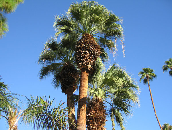 High palms