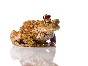 The Toad Prince