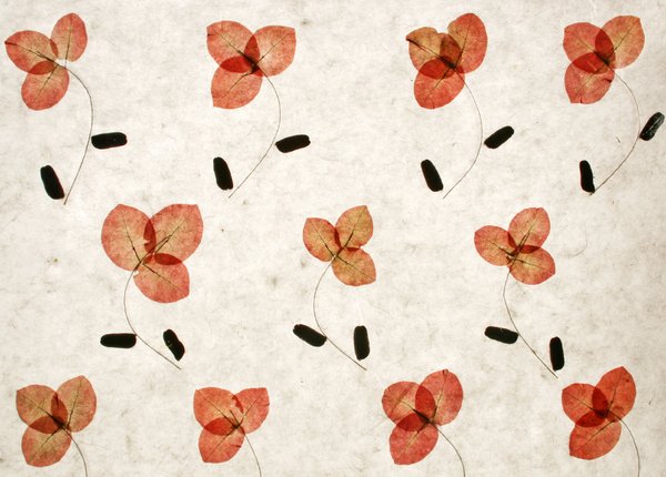 Handmade Paper with Flowers