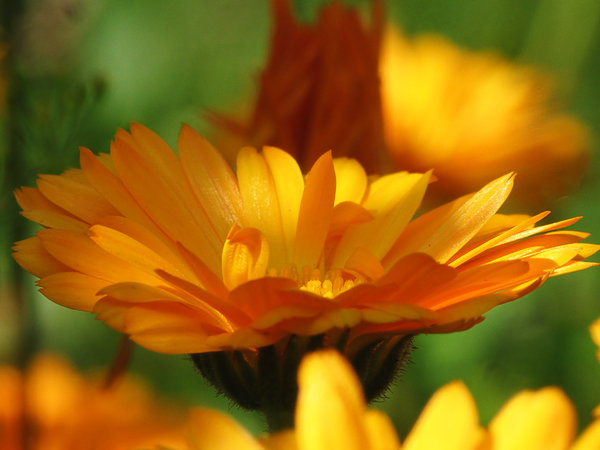 Yellow flower 0